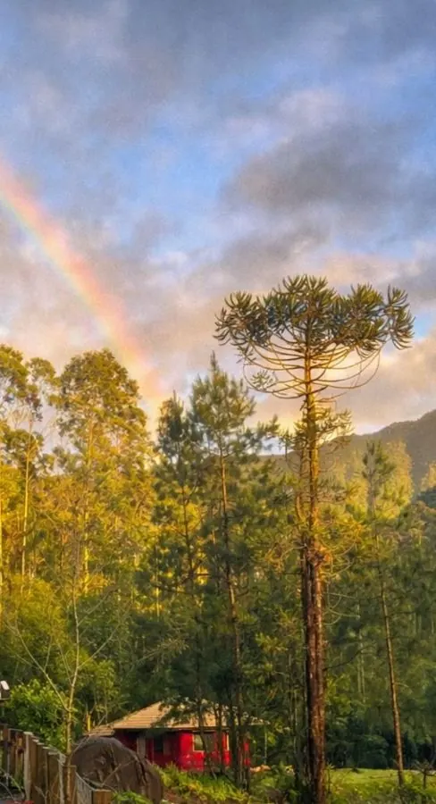 Araucária e mata com um arco-íris no céu e a montanha ao fundo
