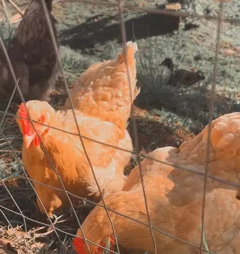 Galinhas de penas cor de caramelo ciscando no gramado, atrás da cerca
